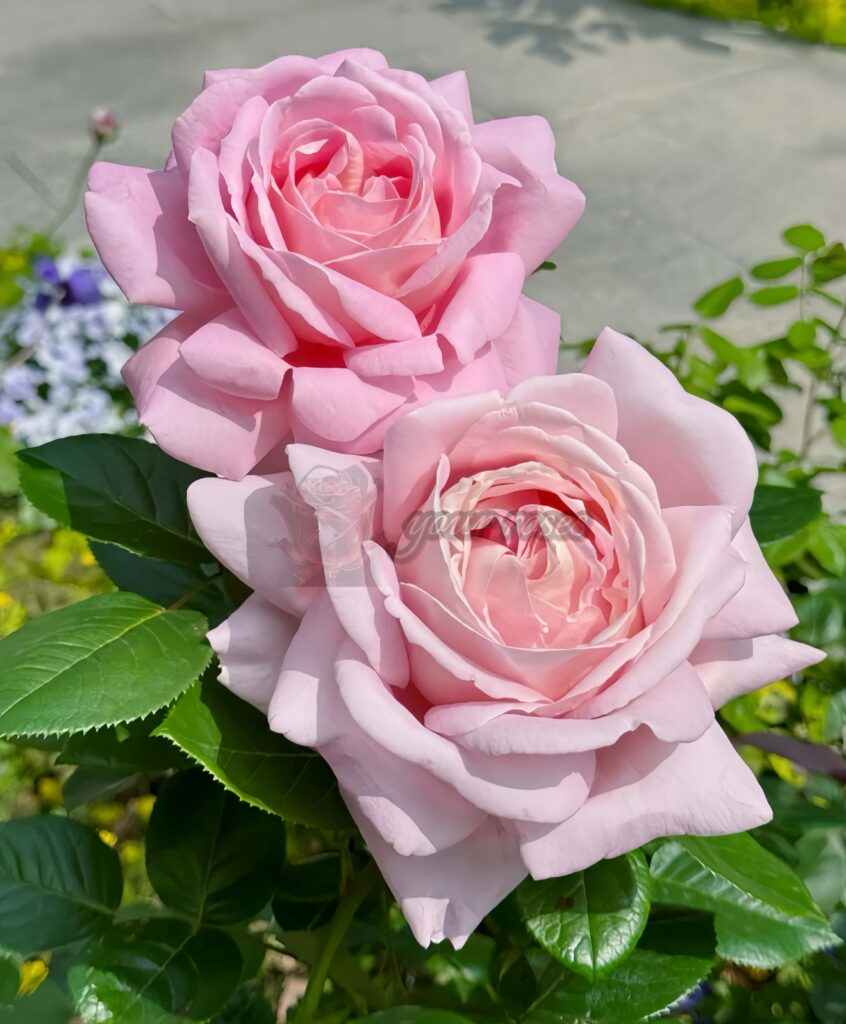 Amazing Grace Rose Plant|天赐恩宠 -