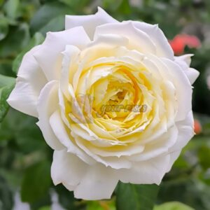 Amnesty International Rose plant丨Your roses