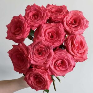 Amsterdam Rose丨Your roses