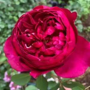 Autumn Rouge Rose for sale丨Your roses