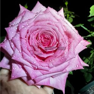 Babaloo Rose for sale丨Your roses