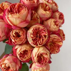 Baby Romantica Cl Rose丨Your roses