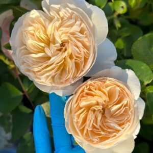 Bessi Rose丨Your roses