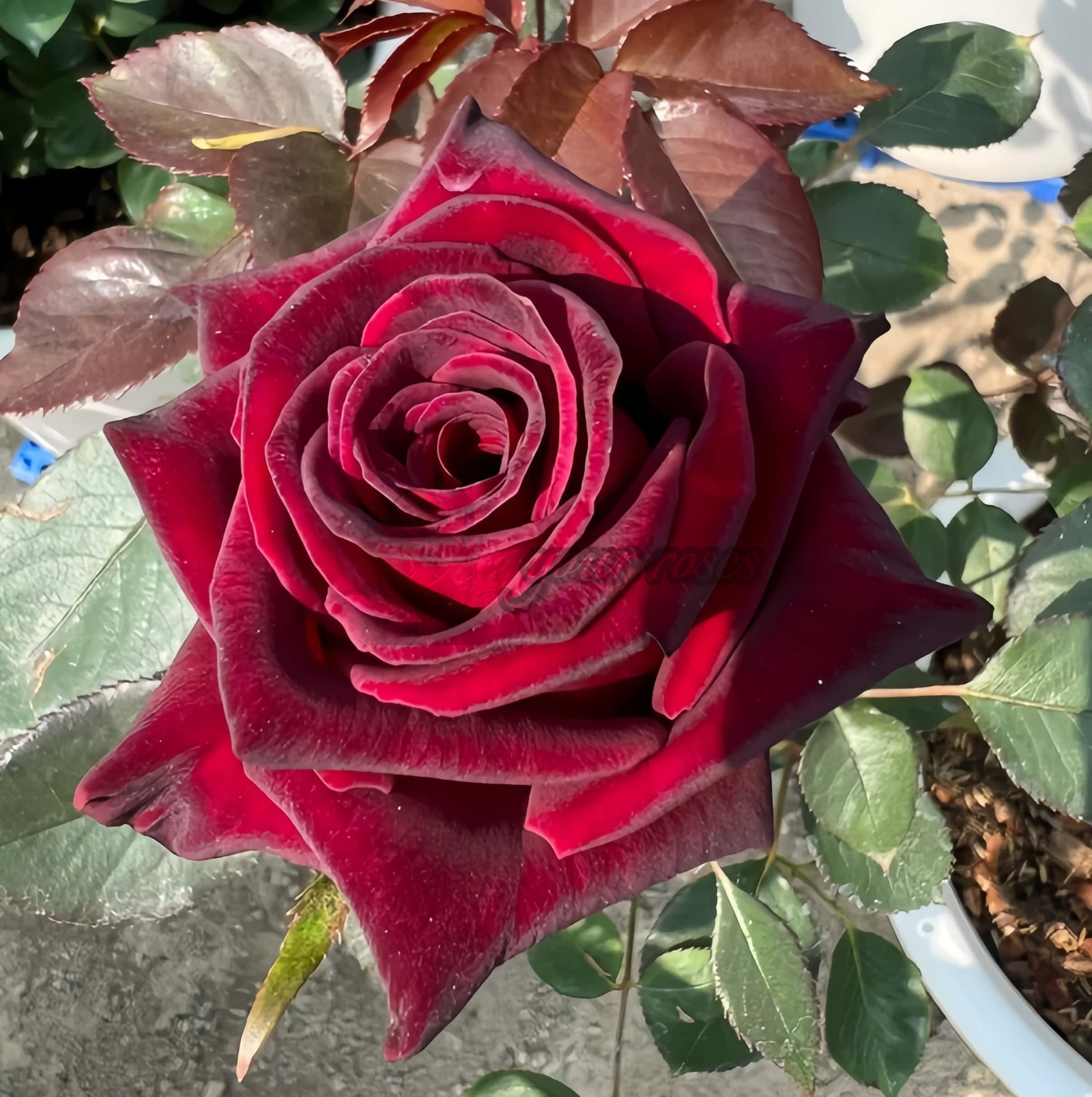 Black Perfumella Rose丨Your roses