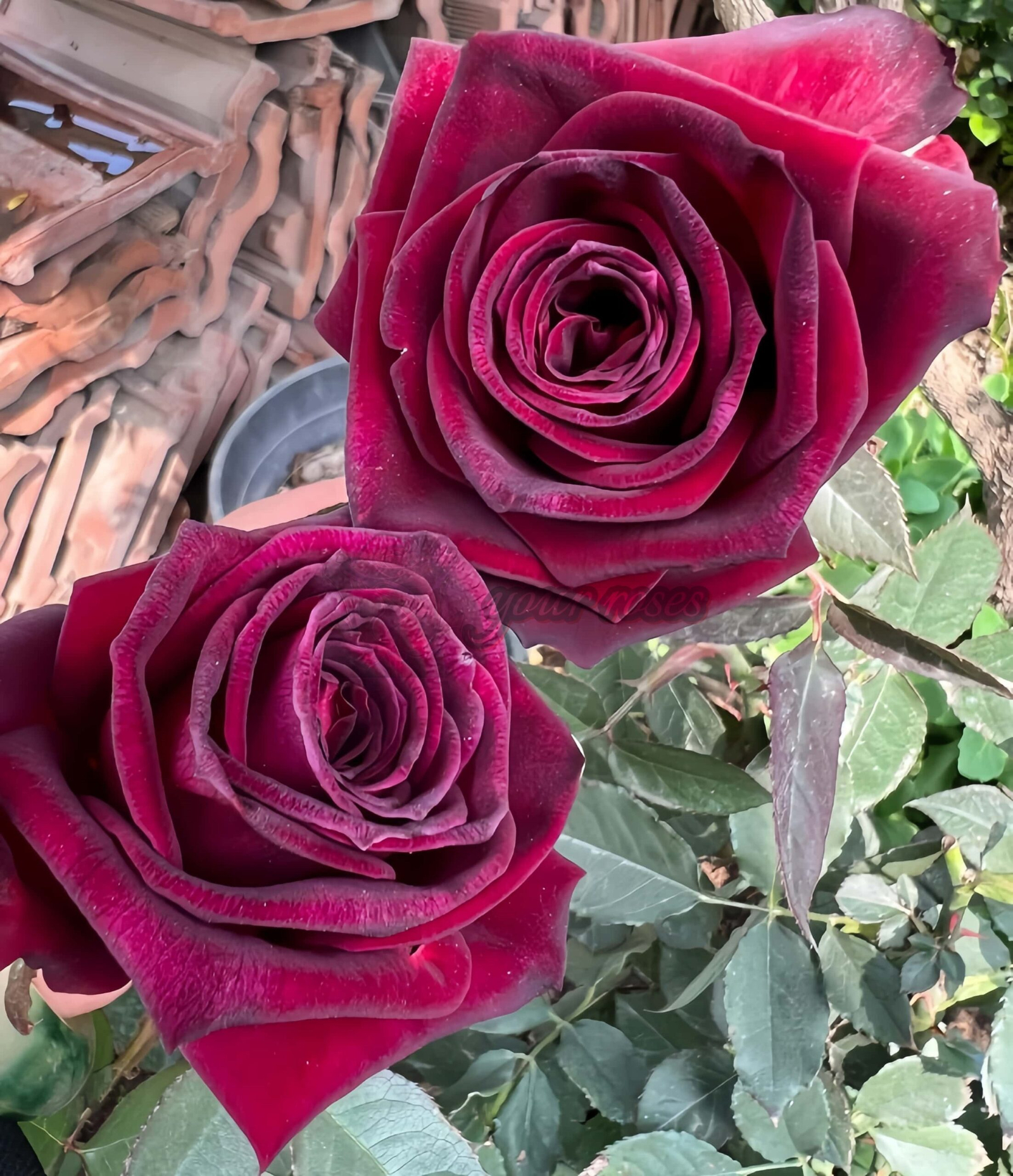 Black Perfumella Rose for sale丨Your roses