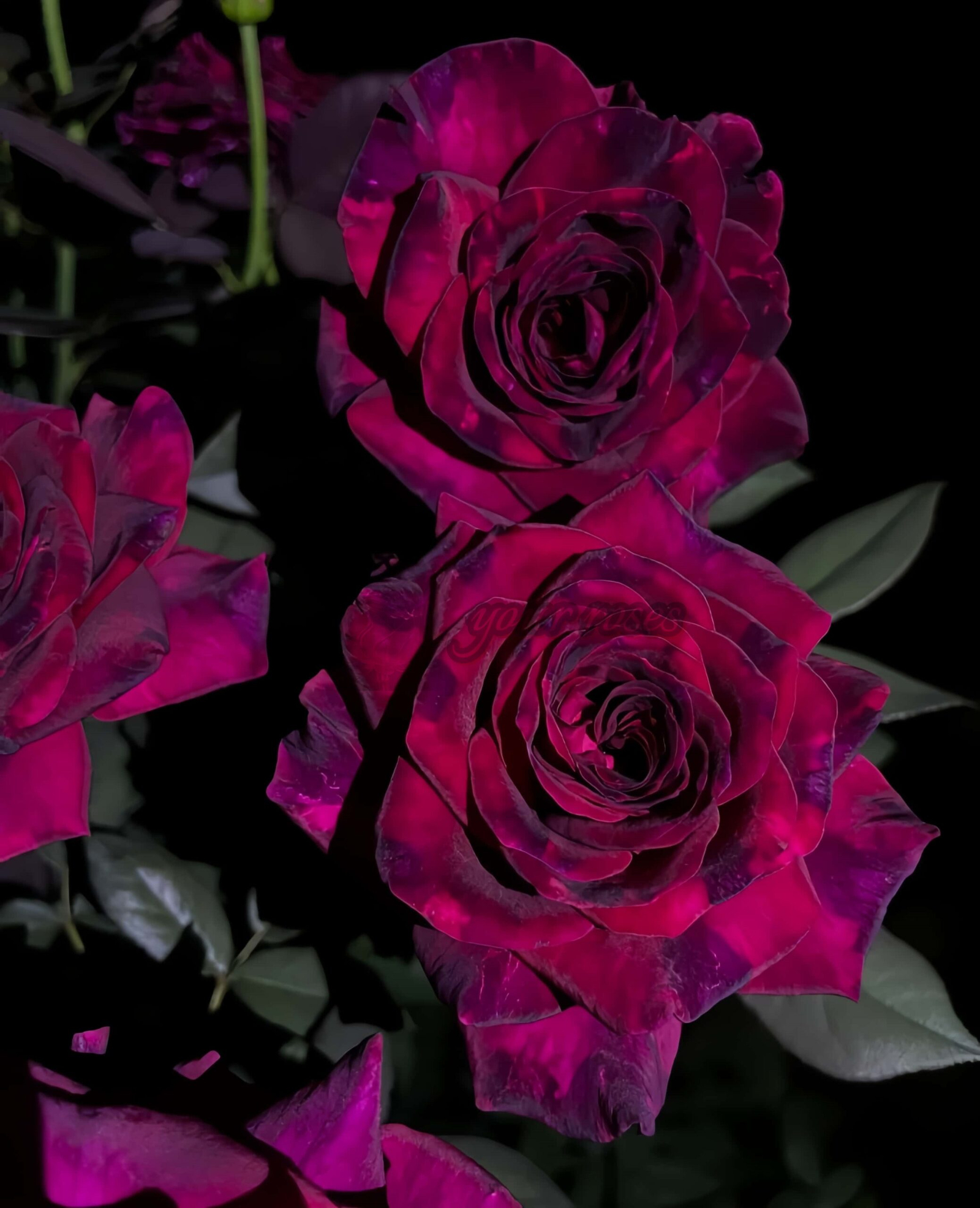 Black Perfumella Rose丨Your roses