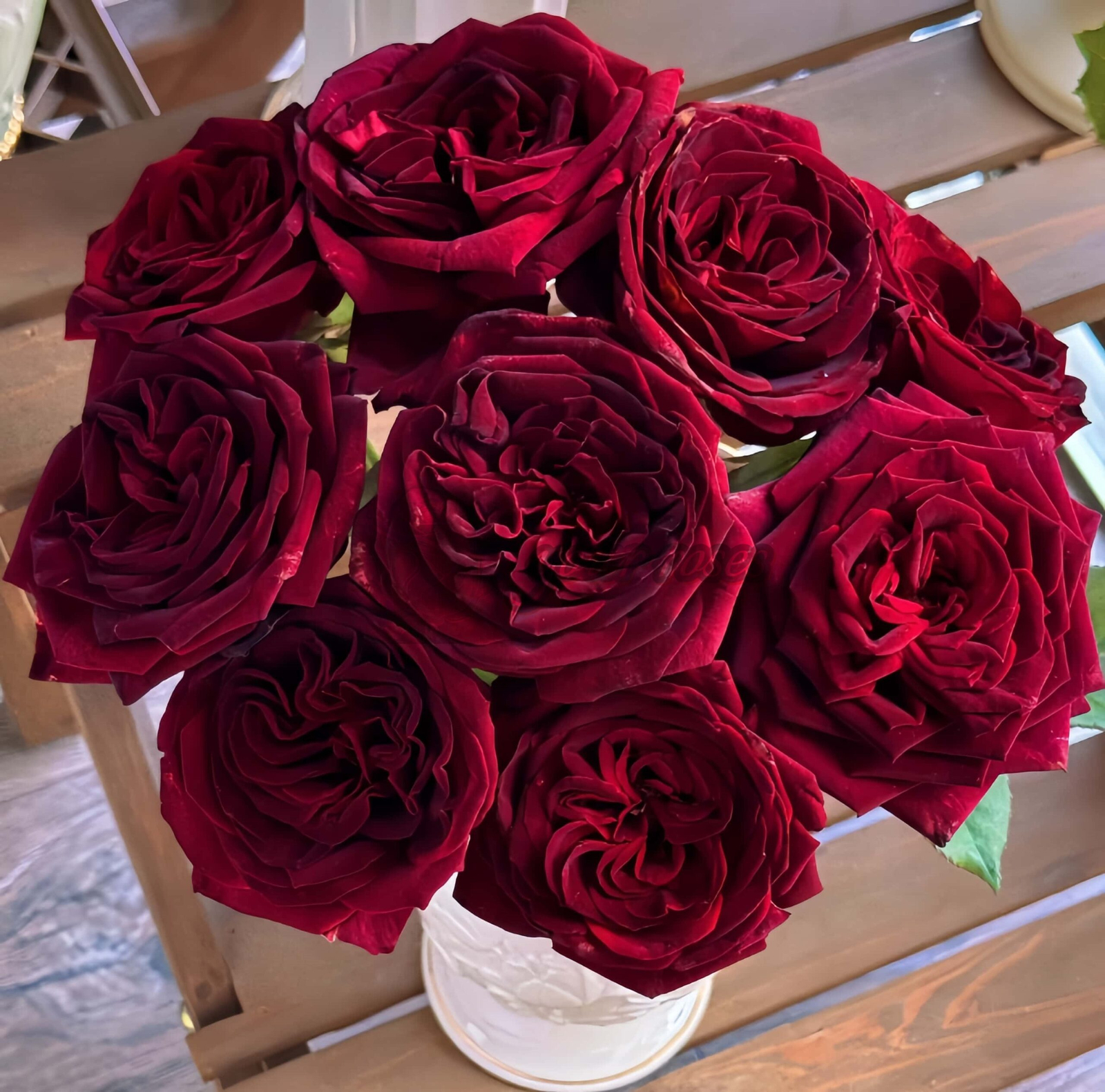 Black Perfumella Rose plant丨Your roses