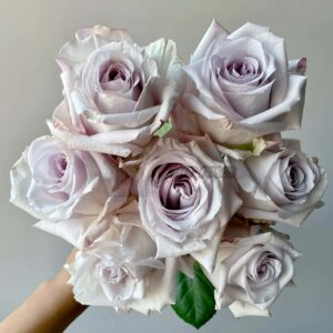 Bounty Way Rose丨Your roses