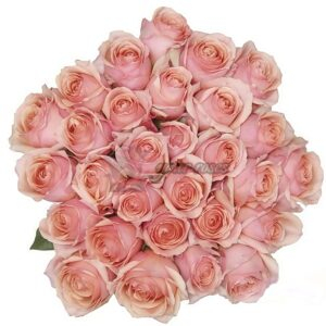 Campanellà Pink Rose丨Your roses