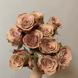 Cappuccino Rose丨Your roses