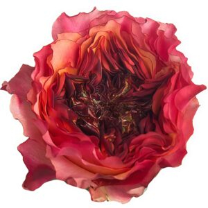Carnivore Rose for sale丨Your roses