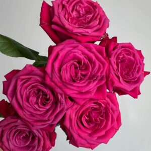 Cherry Gem Rose丨Your roses