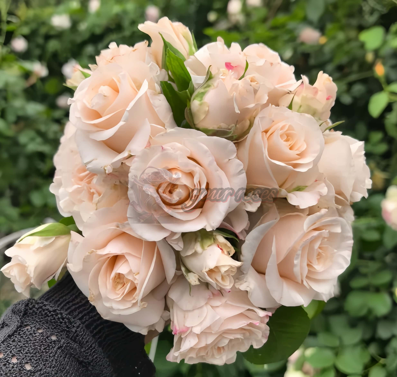 Cynthià Rose丨Your roses