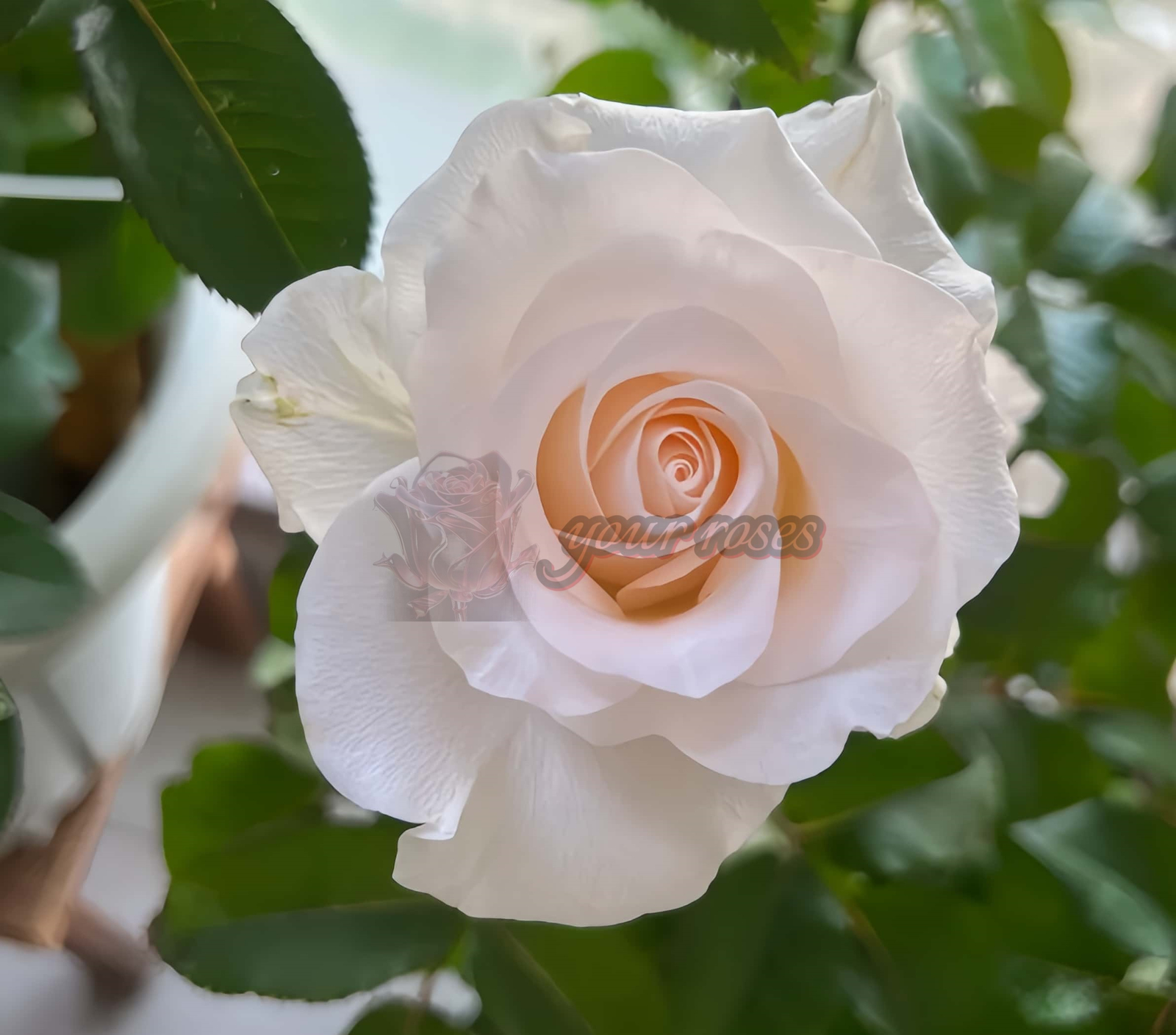 Cynthià Rose plant丨Your roses