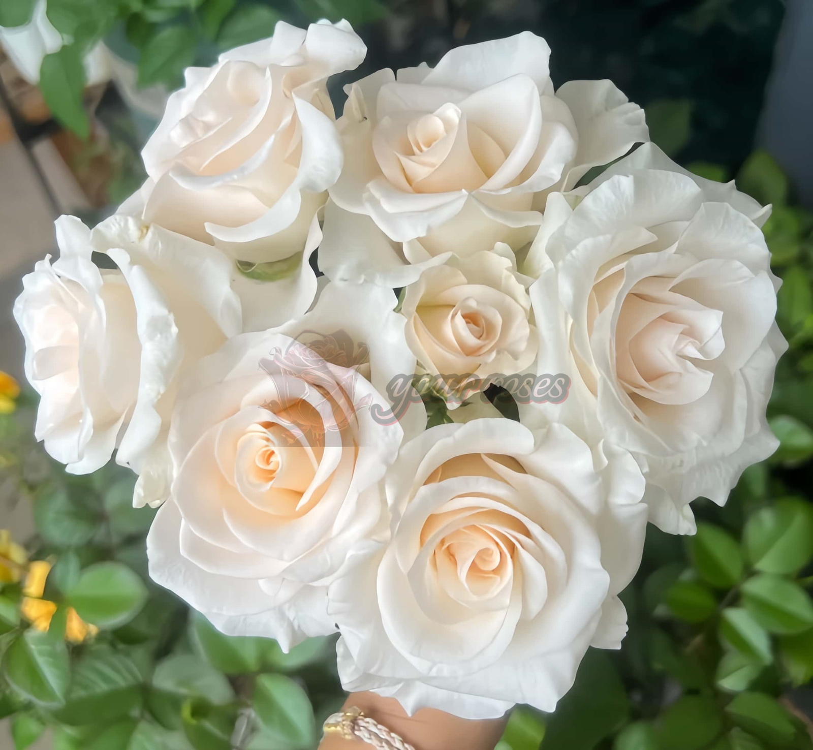 Cynthià Rose丨Your roses