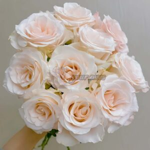 Cynthià Rose for sale丨Your roses