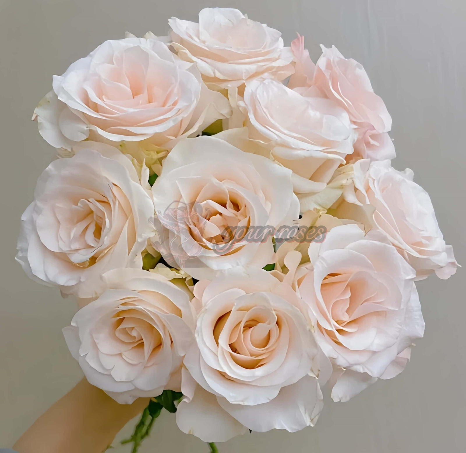 Cynthià Rose for sale丨Your roses