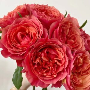 Dark X-pression Rose丨Your roses