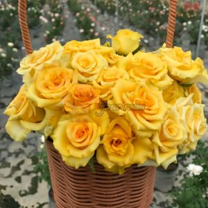 Diablo Rose丨Your roses