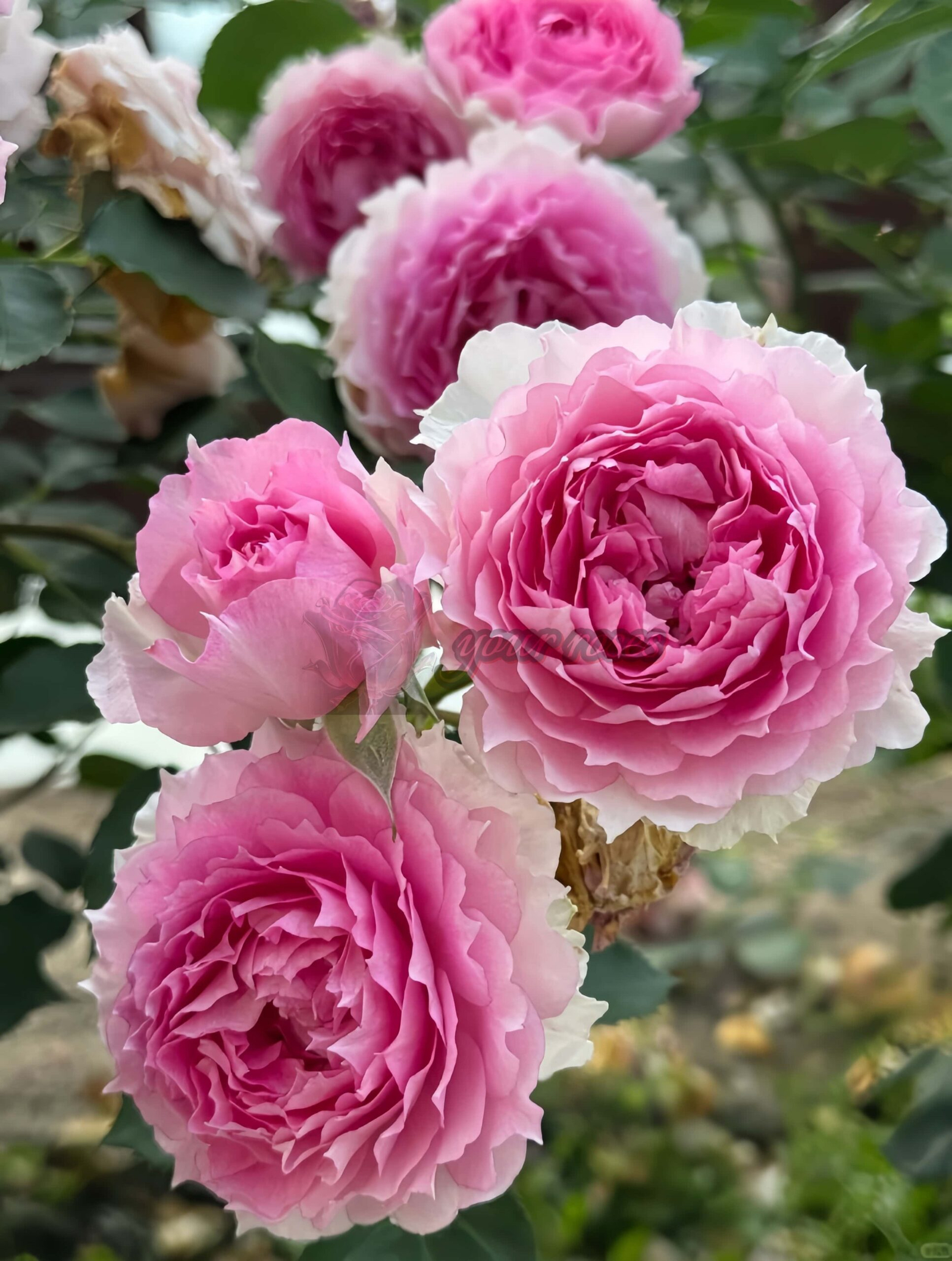 Doniazade Rose for sale丨Your roses