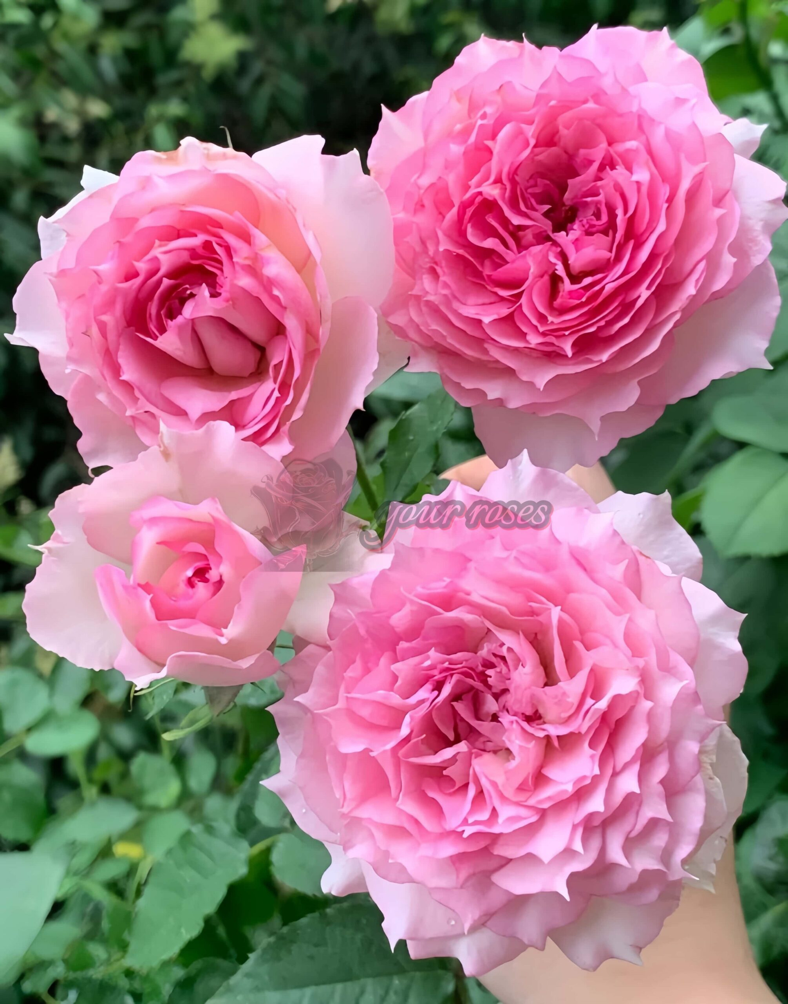 Doniazade Rose丨Your roses