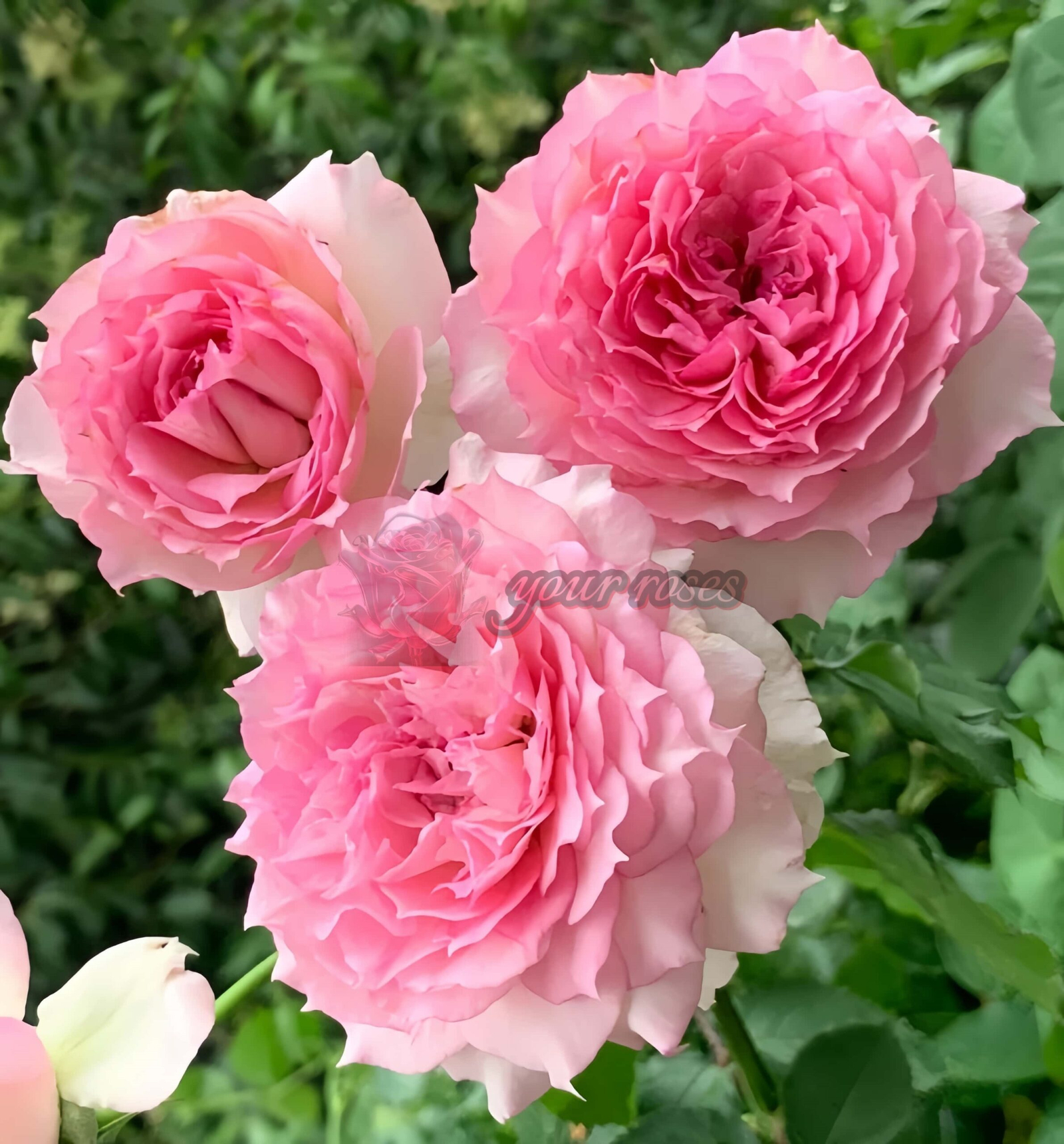 Doniazade Rose plant丨Your roses