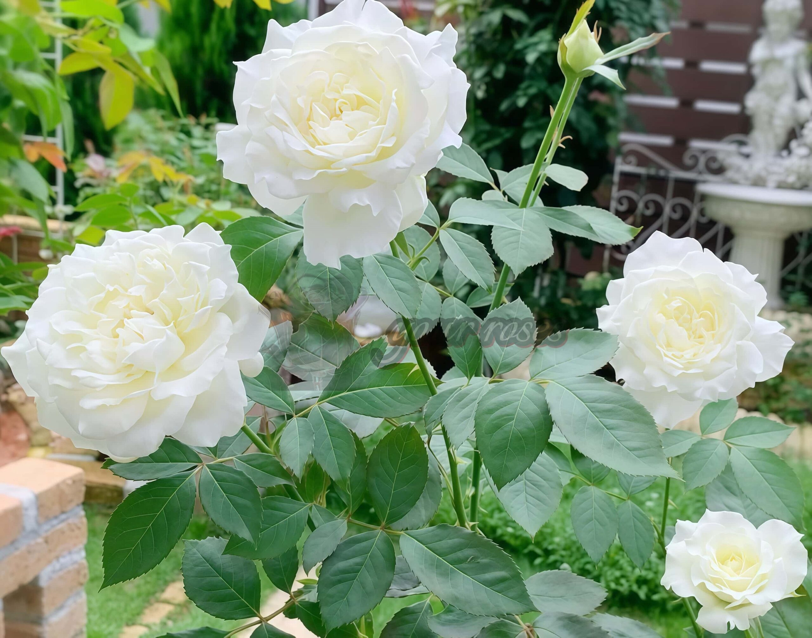 Dressy Rose for sale丨Your roses