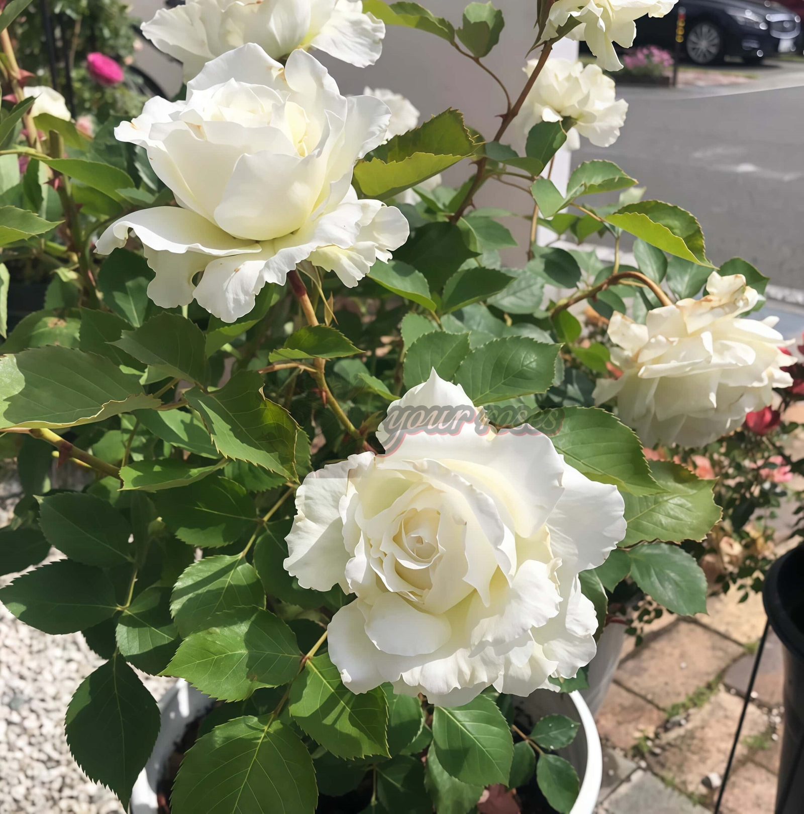 Dressy Rose plant丨Your roses