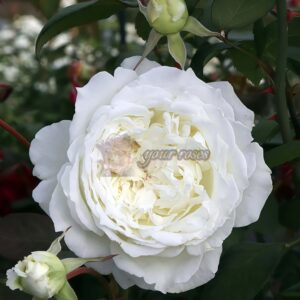 Dressy Rose丨Your roses