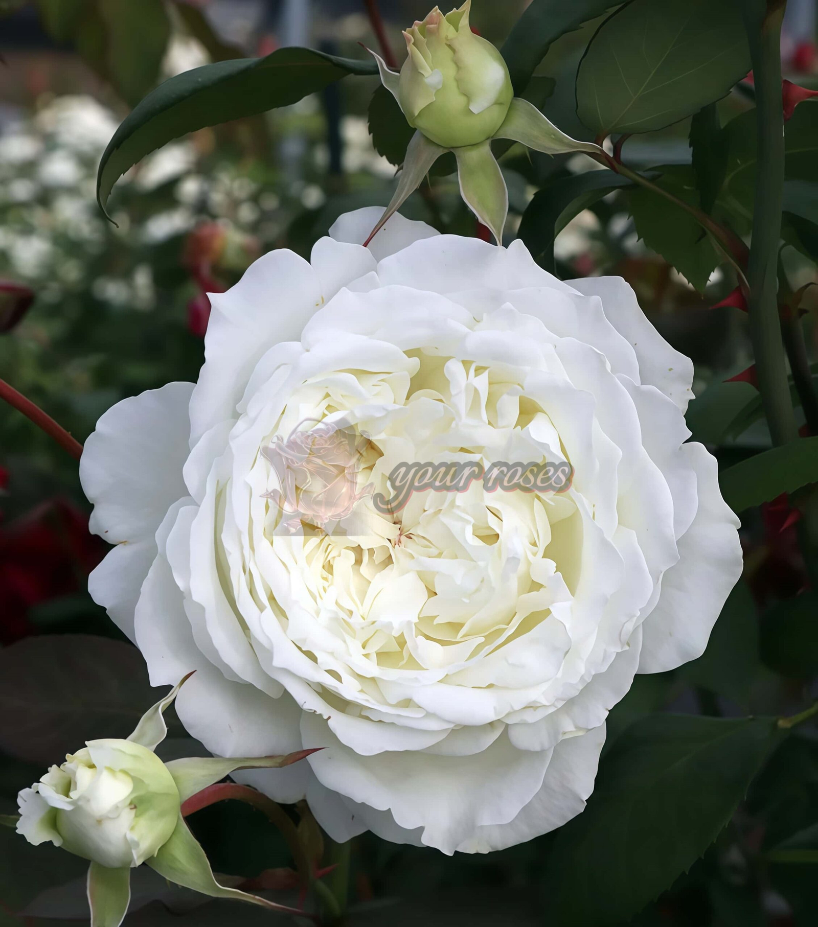 Dressy Rose丨Your roses