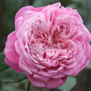 Ehon no Bara Rose丨Your roses