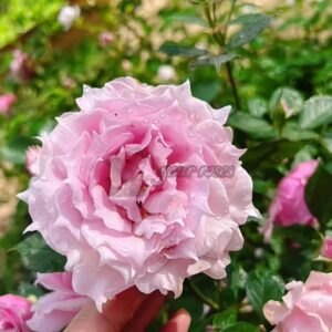 Elixir Rose plant丨Your roses
