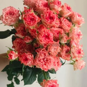 FAlr Flow Rose丨Your roses