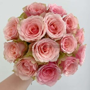 Fascination Rose丨Your roses