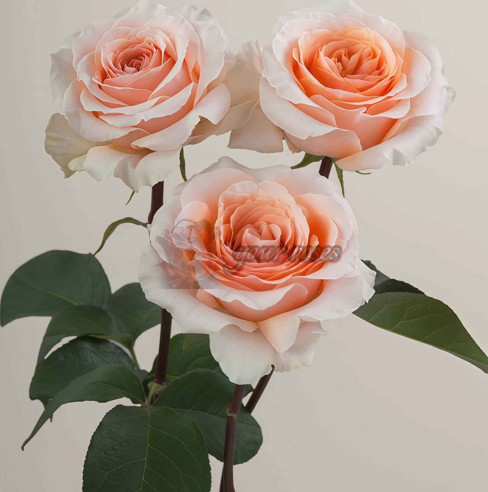 Felicity Rose丨Your roses