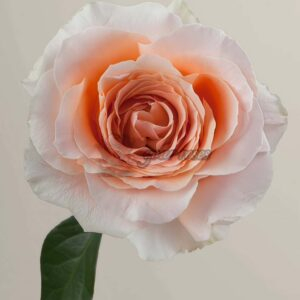 Felicity Rose for sale丨Your roses