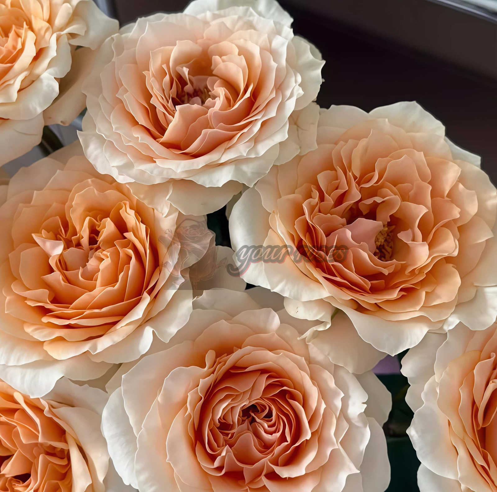 Felicity Rose丨Your roses