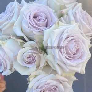 Fifth Avenue Rose丨Your roses