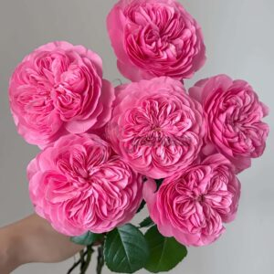 Filer Rose plant丨Your roses