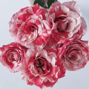 Fireworks Abundance Rose plant丨Your roses