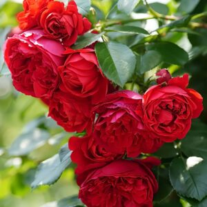 Florentina Rose丨Your roses