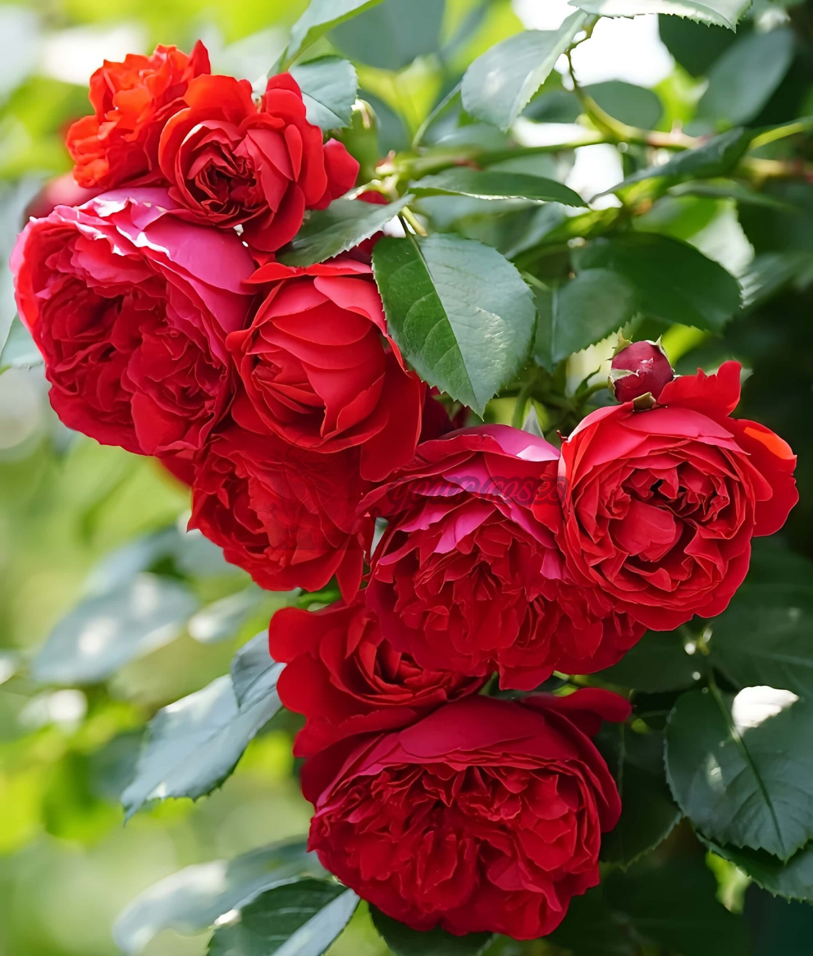 Florentina Rose丨Your roses