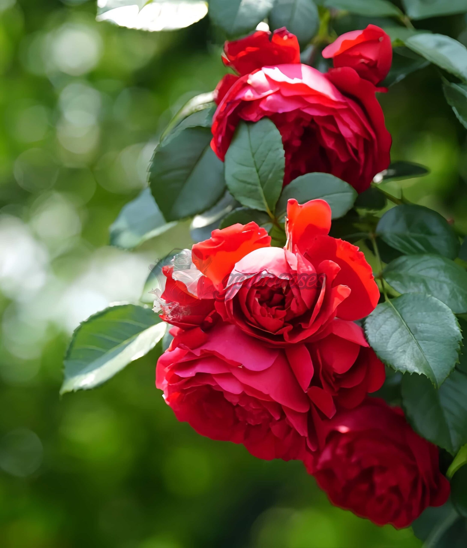 Florentina Rose for sale丨Your roses