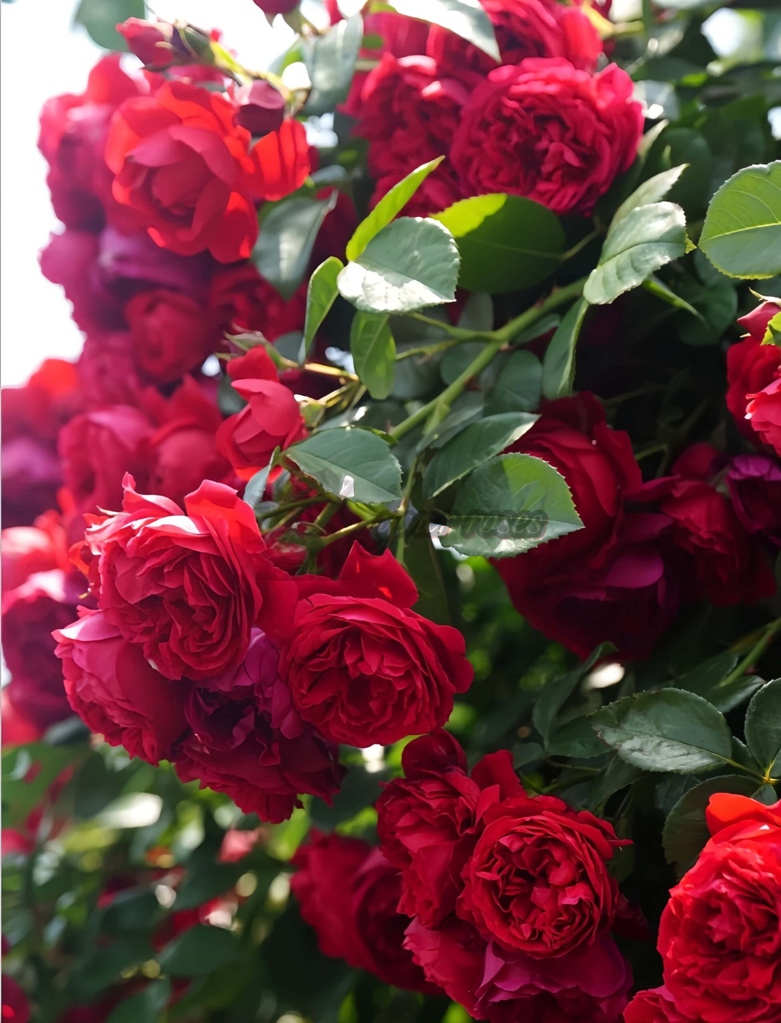 Florentina Rose丨Your roses