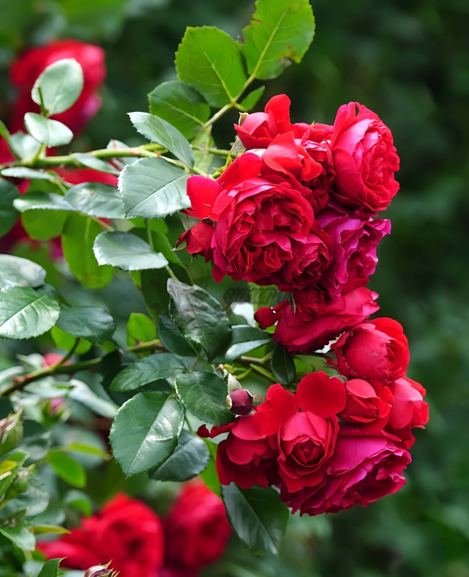 Florentina Rose plant丨Your roses