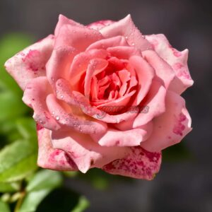 Fragonard Rose丨Your roses