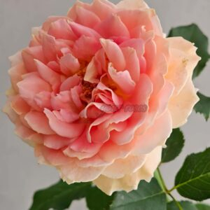 Fun in the Sun Rose丨Your roses