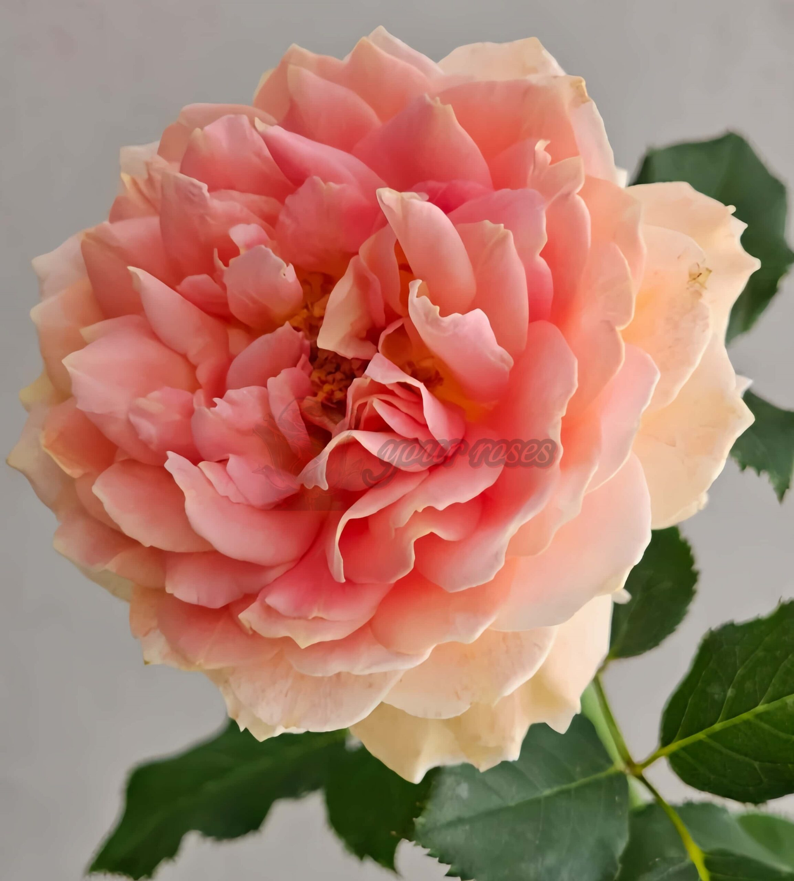 Fun in the Sun Rose丨Your roses