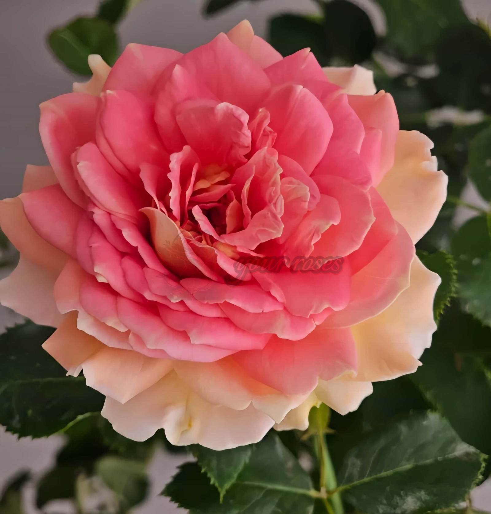 Fun in the Sun Rose plant丨Your roses