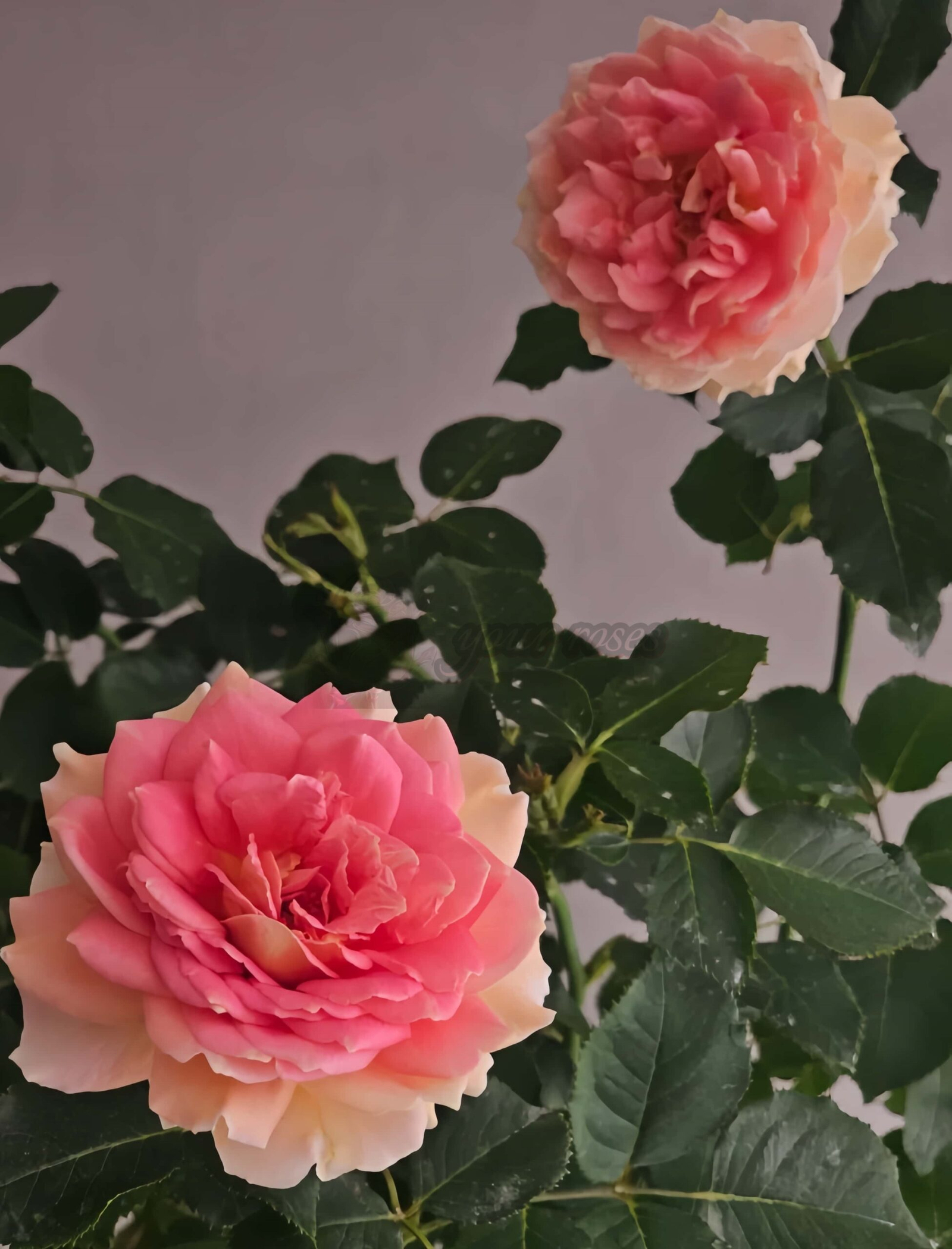 Fun in the Sun Rose丨Your roses